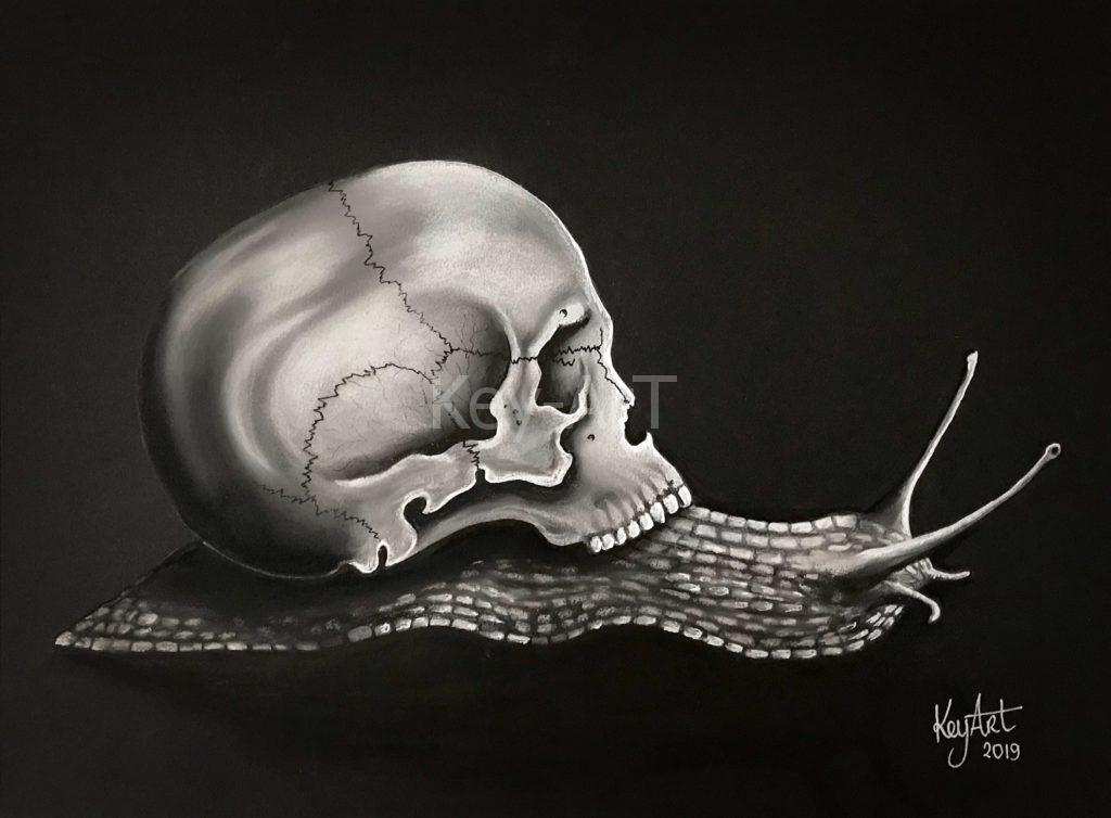Skull & snail on a black sheet, d'après Claude Serre
